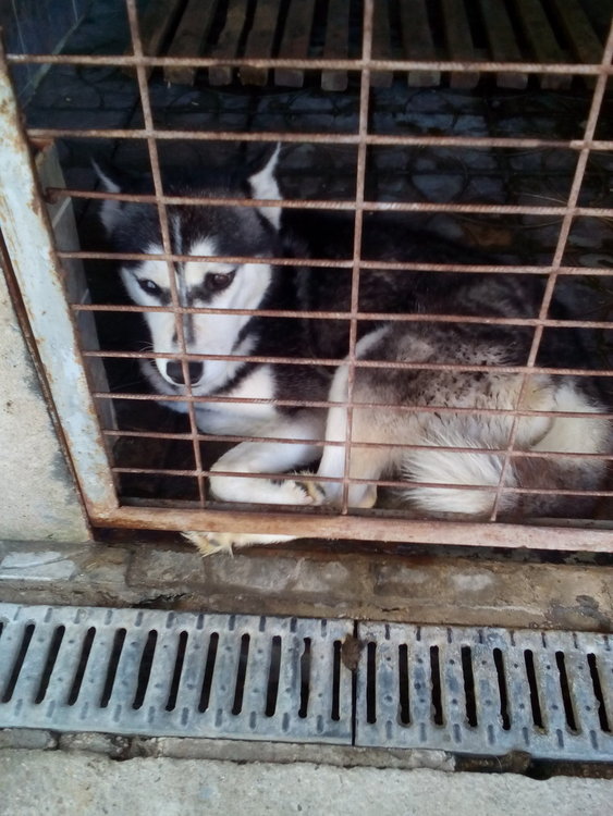 Кучешкият приют в Кръджали е добър, установи след проверка БАБХ