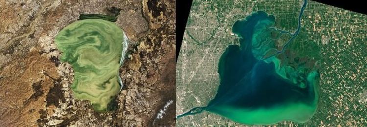 Токсичен цъфтеж на водорасли застрашава сладководните езера по цялата планета