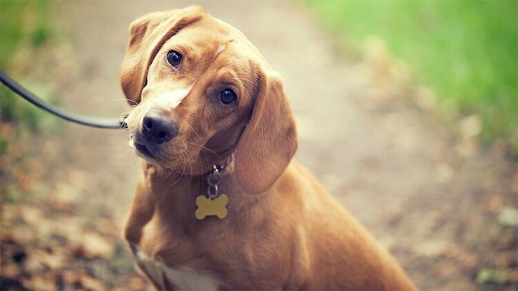 Кучетата и маймуните ни съдят според това как се държим с другите
