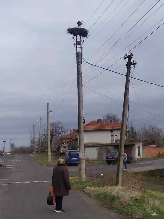 Щъркел се настани в село Петелово посред зима
