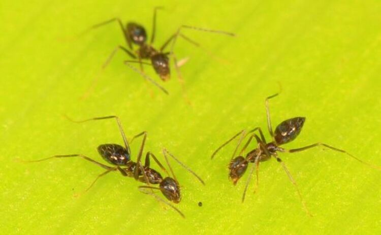 Мравките създават аварийни екипи, които работят за разчистване на пътищата