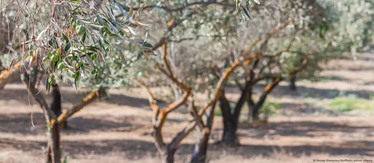 Скандал в Гърция: огромни измами с аграрни субсидии на ЕС