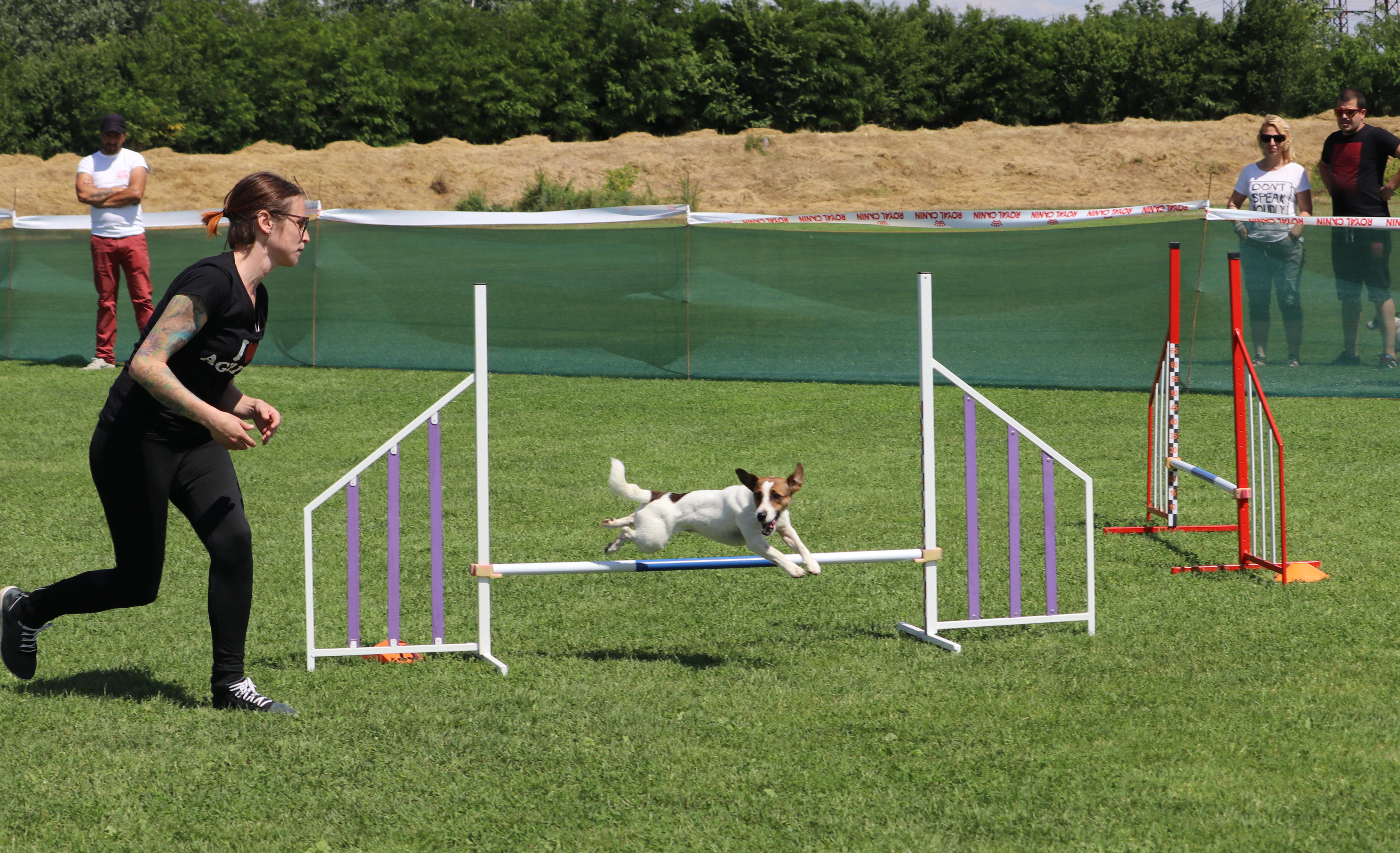 The Dog Show - Изложбата - 2018