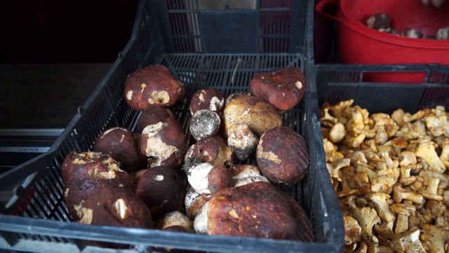 В Смолянско гъбите са малко, а цените падат